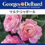 送料無料 マルク シャガール6号鉢 秋開花株 鉢植え バラ 薔薇 デルバール 大苗 フレンチローズ 開花苗 マルクシャガール