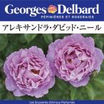 送料無料　アレキサンドラ ダビッド ニール6号鉢　春開花株　　鉢植え バラ 薔薇 デルバール 大苗 フレンチローズ 開花苗 アレキサンドラダビッドニール