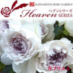 ショッピングさくらんぼ 送料無料　ガブリエル6号鉢大苗予約　　鉢植え バラ 薔薇 河本バラ園 ヘブンシリーズ 大苗