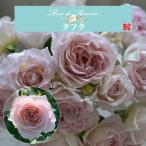送料無料 タフタ6号鉢大苗予約 鉢植え バラ 薔薇 河本バラ園 タフタ 大苗 冬