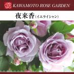 ショッピングさくらんぼ 送料無料　夜来香　新苗4号鉢　　鉢植え バラ 薔薇 河本バラ園 ローズ イエライシャン