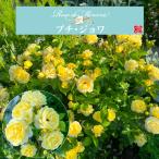送料無料 プチ・ジョワ 新苗4号鉢 新品種 鉢植え バラ 薔薇 河本バラ園 プチ・ジョワ プチジョワ