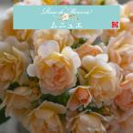 ショッピング薔薇 送料無料　ムニュエ　新苗4号鉢　　鉢植え バラ 薔薇 河本バラ園 メルスリー 新品種