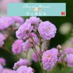 送料無料　リュネビル　新苗4号鉢　　鉢植え バラ 薔薇 河本バラ園 メルスリー 新品種