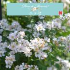 ショッピング薔薇 送料無料　ニッセ　新苗4号鉢　　鉢植え バラ 薔薇 河本バラ園 メルスリー 新品種