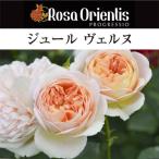 送料無料　ジュール ヴェルヌ6号鉢大苗予約　　鉢植え バラ 薔薇 ロサ オリエンティス 大苗 ジュールヴェルヌ ジュールべルヌ