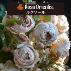 送料無料 ルクソール6号鉢大苗予約 鉢植え バラ 薔薇 ロサ オリエンティス 大苗