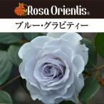 送料無料　ブルー グラビティー　新苗4号鉢　　鉢植え バラ 薔薇 ロサ オリエンティス ブルーグラビティー