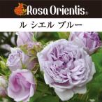 送料無料　ル シエル ブルー　新苗4号鉢　　鉢植え バラ 薔薇 ロサ オリエンティス ルシエルブルー