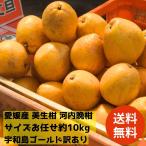 【送料無料】愛媛産 