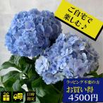 母の日 父の日 2024 アジサイ あじさい 紫陽花 ギフト 誕生日 父の日 花 プレゼントおすすめ 鉢物 5号鉢 ボックス入り 青 ブルー ピンク