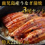 鹿児島産鰻蒲焼 有頭 3尾セット 1尾あたり220g前後 国産うなぎ