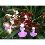 洋ラン 苗  バンダ インシグニス(Vanda insignis)