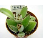 多肉植物　月兎耳　ツキトジ　つきとじ　ウサギの耳