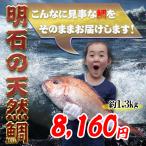 明石の天然鯛1.3kg 瀬戸内海産を活き〆にしてお届け お祝いお食い初めに
