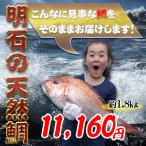 明石の天然鯛1.８kg　瀬戸内海産を活き〆にしてお届け　お祝いお食い初めに