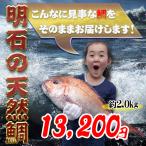 明石の天然鯛2.0kg　瀬戸内海産を活