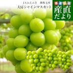 山梨県産 JAふえふき 御坂支所 シャインマスカット 大房限定 青秀品 約1.8キロ(3房入り)送料無料 クール便発送 葡萄 ぶどう