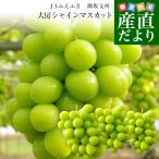 山梨県産　JAふえふき　御坂支所　シャインマスカット　大房限定　青秀品　約1.8キロ（3房入り）送料無料　クール便発送 葡萄 ぶどう