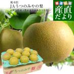 栃木県より産地直送 JAうつのみやの梨 大玉限定 品種お任せ(豊水またはあきづき梨)4Lサイズ以上 秀品 約5キロ (7玉から12玉) 送料無料 爆買