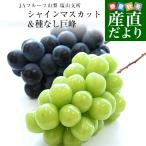 山梨県産 JAフルーツ山梨 塩山支所 シャインマスカット&種なし巨峰 2Lサイズ 各1房 合計900g前後 送料無料 ぶどう 葡萄 ブドウ ぶどうセット 詰め合わせ 食比べ