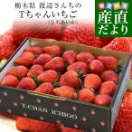 ショッピングいちご 栃木県より産地直送 渡辺さんちのTちゃんいちご(とちあいか) 500g以上 （Lから特大:不揃い） 苺 イチゴ いちご ストロベリー 送料無料 クール便発送