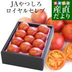  Kumamoto префектура .. прямая поставка от производителя JA.... фрукты помидор Royal Celeb примерно 1 kilo L из S размер (9 из 16 шар ) бесплатная доставка ...