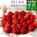 福岡県より産地直送 JAくるめ メガGあまおう 超大粒メガGグランデ 2箱セット 合計1080g (540g×2箱)  苺 いちご イチゴ 久留米 送料無料 ※クール便