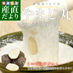 愛媛県より産地直送 四国中央JAうま 山の芋 やまじ丸 2キロ (4玉から5玉)  送料無料 やまじ王 ヤマジ やまのいも つくねいも 宇摩農協