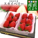 栃木県より産地直送 JAおやま スカイベリー 約300g×2P(6から12粒×2P) 送料無料 いちご イチゴ 苺  ※クール便発送