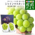  Yamanashi префектура .. прямая поставка от производителя JA фрукты Yamanashi . гора главный место автомобиль in мускат высший класс и т.п. класс сердце . расческа итого примерно 1.3 kilo (650g×2.) бесплатная доставка .. виноград виноград прохладный рейс 