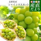 長野県産 シャインマスカット 約1,5キロ(3房)送料無料 ぶどう ブドウ 種なしぶどう