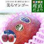沖縄県より産地直送 JAおきなわ 美らマンゴー 最上級特A品 超大玉4Lから3Lサイズ 1キロ前後 (2玉入) 送料無料 沖縄マンゴー アップルマンゴー ちゅらマンゴー