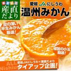 送料無料 お一人様2箱迄!愛媛県より産地直送 JAにしうわ 温州みかん 極旨小玉サイズ 3キロ(36玉から48玉) 蜜柑 みかん ミカン