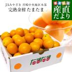  Miyazaki префектура из прямая поставка от производителя JA.... Miyazaki центр район книга@ часть . кроме того, .2L размер 1 kilo ( примерно 40 шар ) бесплатная доставка .... золотой ........ покупка 