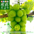 長野県より産地直送 JA信州うえだ シャインマスカット 秀品　約1.2キロ(2房から3房) 送料無料 ぶどう 葡萄 ブドウ