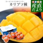 ショッピングマンゴー オーストラリア産 マンゴー カリプソ種 約４キロ (10玉から11玉) 送料無料 マンゴー トロピカルフルーツ
