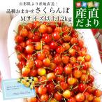 [ День отца подарок ] Yamagata префектура .. прямая поставка от производителя! товар вид случайный вишня 0 превосходящий товар большой объем 1.2 kilo M размер и больше (300g×4 упаковка ) Sakura персик бесплатная доставка прохладный рейс sa Clan bo