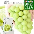  Yamagata префектура производство очень большой автомобиль in мускат примерно 800g(1.) бесплатная доставка виноград .. виноград мускат белый виноград 