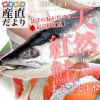 北海道より直送　北海道加工　天然紅鮭　＜中辛＞　まるごと1本　1.6キロ以上（ロシア産） 送料無料　紅鮭　べにさけ　シャケ お歳暮 冬ギフト