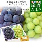 [ задержка ..... День почитания пожилых людей ] Yamanashi префектура кроме того, Nagano префектура производство автомобиль in мускат ( примерно 500g)& вид нет pio-ne( примерно 450g) превосходящий товар каждый 1. ввод всего 950g и больше бесплатная доставка виноград виноград 