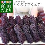 山形県 JA山形おきたま ハウス栽培 デラウェア(種なし) 秀品 2Lサイズ 約2キロ(12房入り) 送料無料 ぶどう 葡萄 ブドウ クール便
