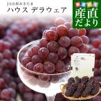 山形県 JA山形おきたま ハウス栽培 デラウェア(種なし) 秀品 2Lサイズ 約1.2キロ(8房入り) 送料無料 ぶどう 葡萄 ブドウ クール便