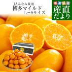 [ подарок по случаю конца года подарок ] Fukuoka префектура производство JA.... после Hakata mild L из S размер примерно 4 kilo (30 шар из 50 шар передний и задний (до и после) ) бесплатная доставка меласса . мандарин 