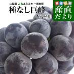  Yamanashi префектура производство JA.... Итиномия главный место . для бытового использования оптимальный! большой размер вид нет .. примерно 1.5 kilo (3. ввод ) бесплатная доставка .. виноград чёрный виноград * прохладный рейс 