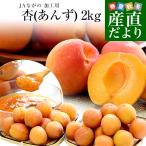  Nagano префектура производство JA... обработка для [.(...)]( товар вид : Shinshu большой реальный * flat мир * Niigata большой реальный и т.п. ) превосходящий товар L размер и больше примерно 2 kilo бесплатная доставка абрикос абрикос прохладный рейс 