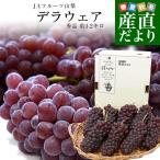  Yamanashi префектура производство JA фрукты Yamanashi tela одежда превосходящий товар примерно 1.2 kilo (8.~11.) бесплатная доставка виноград виноград .. прохладный рейс 