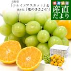  Nagano префектура [ автомобиль in мускат ] 1.( примерно 500g)& Kumamoto префектура JA Kumamoto плоды полосный бренд мандарин [.. ....]S размер примерно 1.5 kilo комплект бесплатная доставка виноград мандарин 