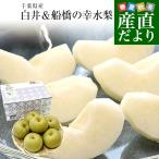 千葉県産 白井&船橋の幸水梨 優品以上 幸水梨 約2キロ(4から6玉) 送料無料 梨 なし ナシ 幸水 こうすい