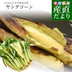  Yamanashi префектура производство JA.... средний дорога север главный место Young кукуруза примерно 2.5 kilo 2L из M размер (20шт.@ из 40шт.@ передний и задний (до и после) ) бесплатная доставка кукуруза прохладный рейс 
